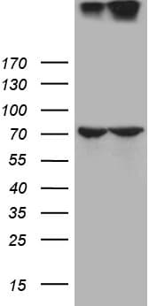 NUP210 / gp210 Antibody (aa27-400, clone OTI7G1)