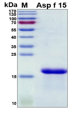 Aspergillus fumigatus Asp f 15 Protein (Recombinant His, N-Terminal)