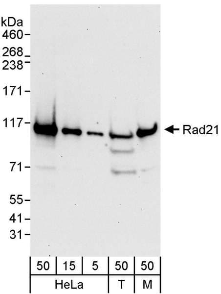 Polyclonal Rabbit anti-Human RAD21 Antibody (aa575-C-term, WB)