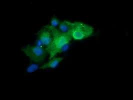 LZIC Antibody (clone OTI2D4)
