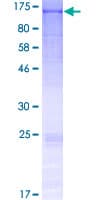 Human FCRL5 / CD307 Protein (Recombinant GST)