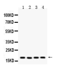 PPIA / Cyclophilin A Antibody