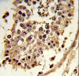 ACKR3 / CXCR7 Antibody (aa330-358)