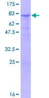 Human B3GALNT2 Protein (Recombinant GST)