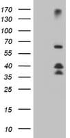 DTNB / Dystrobrevin Beta Antibody (clone OTI2E3, Carrier-free)