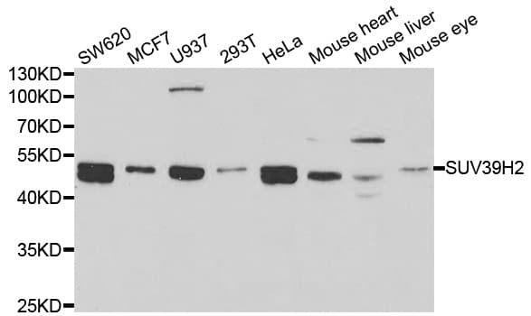SUV39H2 Antibody