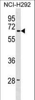 LMBR1 Antibody (aa262-290)