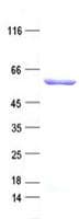 Human NUP62 Protein (Recombinant His, N-Terminal)