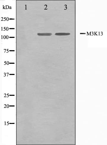 MAP3K13 / LZK Antibody