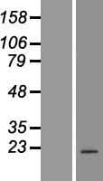 Human FAM209A Protein (Over-Expression Lysate)