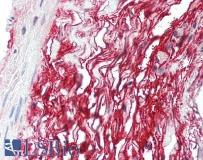 IHC-plus™ RAB32 Antibody