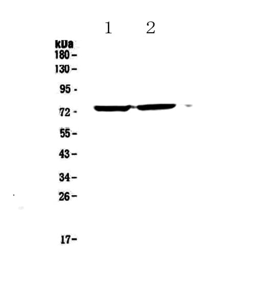 ZIF268 / EGR1 Antibody