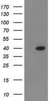 ANKRD53 Antibody (clone OTI2E4)