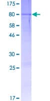 Human LCTL Protein (Recombinant GST)