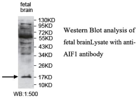 AIF1 / IBA1 Antibody (C-Terminus)
