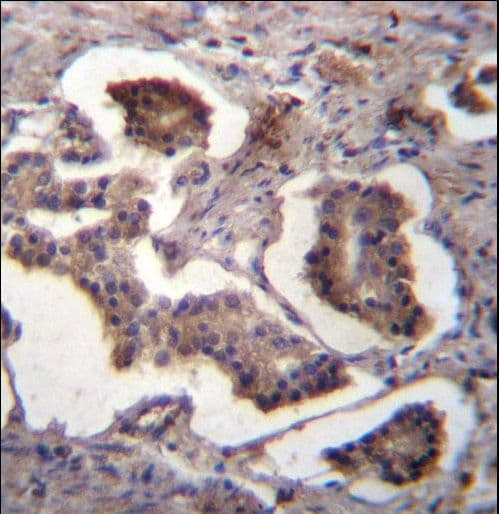 GUF1 Antibody (aa183-212)