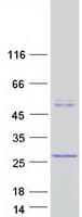Human C4orf17 Protein (Recombinant Myc-DDK (Flag))