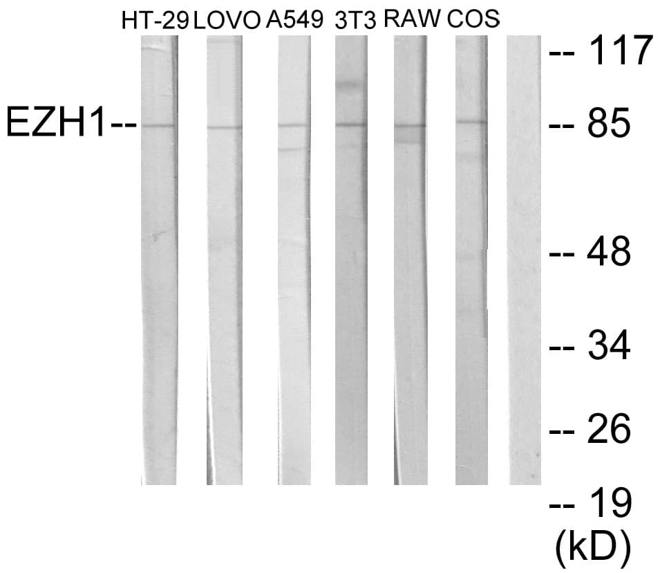 Polyclonal Rabbit anti-Human EZH1 / ENX-2 Antibody (aa171-220, IHC, WB)