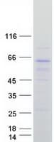 Human ARHGEF9 / Collybistin Protein (Recombinant Myc-DDK (Flag))