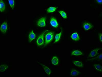 C11orf9 / MRF Antibody