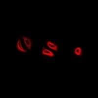 Polyclonal Rabbit anti-Human RNASE13 Antibody (IHC, IF, WB)