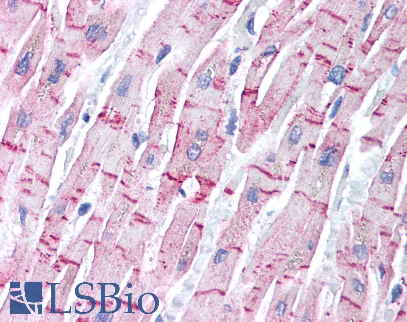 IHC-plus™ STEAP4 Antibody