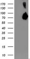ASNS Antibody (clone OTI1A10)
