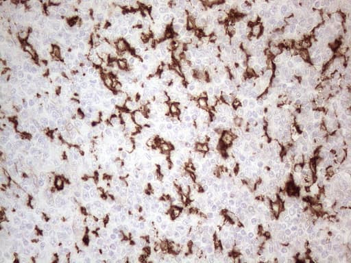 ITGAM / CD11b Antibody (clone OTI12C10)