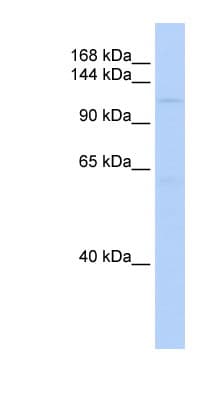 Polyclonal Rabbit anti-Human SIN3B Antibody (aa900-949, WB)