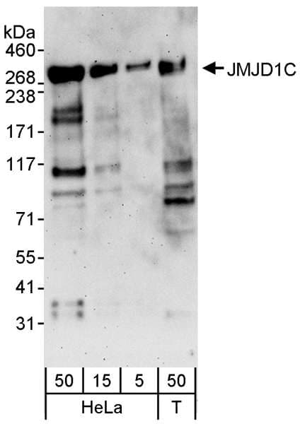 JMJD1C Antibody (aa150-200)