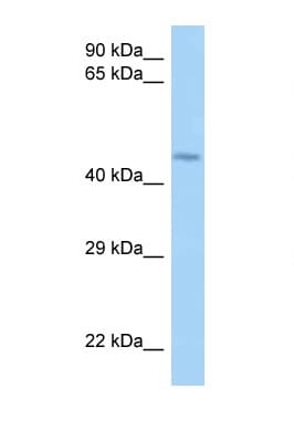 HUFI-2 / LRRFIP2 Antibody (aa66-115)