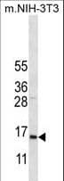 COX7A2L Antibody (aa37-65)