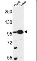 Polyclonal Rabbit anti-Human CSPP1 Antibody (aa304-333, IHC, WB)