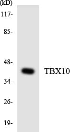 TBX10 Antibody (aa242-291)