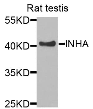 Polyclonal Rabbit anti-Human INHA / Inhibin Alpha Antibody (IHC, WB)