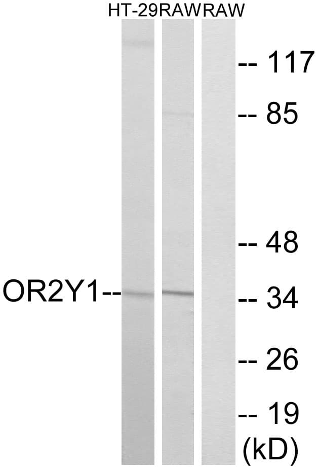 OR2Y1 Antibody (aa161-210)