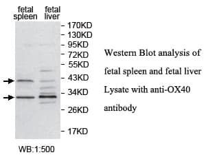 Polyclonal Rabbit anti-Human TNFRSF4 / CD134 / OX40 Antibody (C-Terminus, WB)