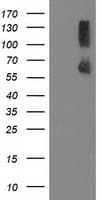PPM1G Antibody (clone OTI1C12)