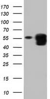 PEPD / PROLIDASE Antibody (clone OTI5D5)