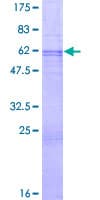 Human PDCD1 / CD279 / PD-1 Protein (Recombinant GST)
