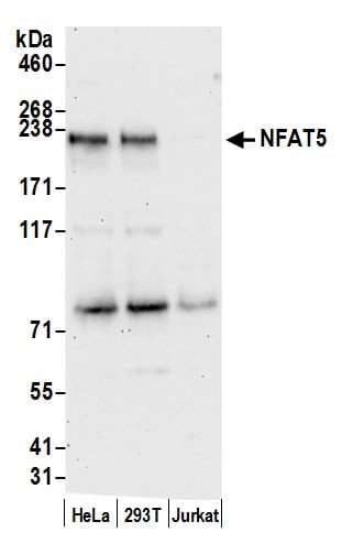 NFAT5 Antibody (aa1481-1531)