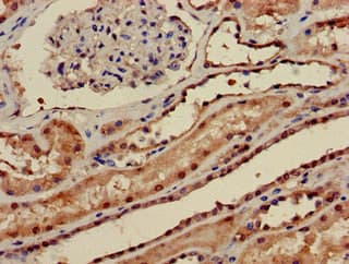 PPP1CA / PP1-Alpha Antibody