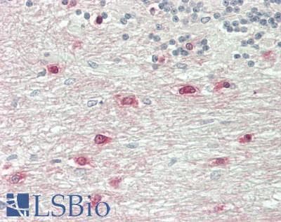 IHC-plus™ ASPA Antibody (aa77-313, clone 4H4)