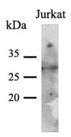 IHC-plus™ Monoclonal Mouse anti-Human PNMT Antibody (clone AT1C11, IHC, WB)
