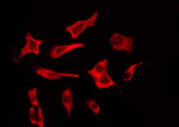 TAS2R19 Antibody