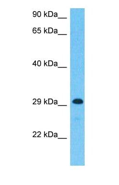 TEX101 Antibody (Internal, FITC)