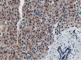 Dipeptidyl Peptidase 3 / DPP3 Antibody (clone OTI2D9)