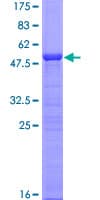 Human HMG2 / HMGB2 Protein (Recombinant GST)