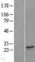 POLR2E Protein (Over-Expression Lysate Myc-DDK (Flag))