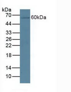 CYP27B1 Antibody (aa251-500, APC)